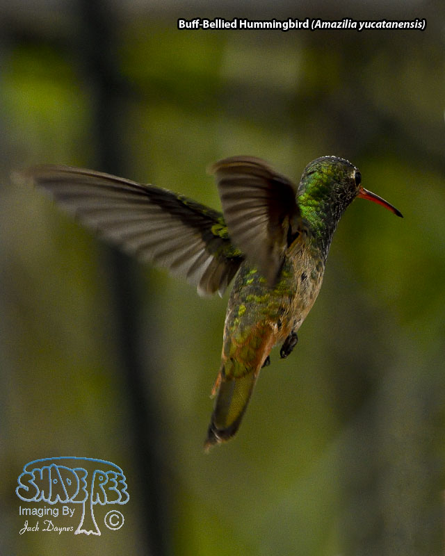 Buff-Bellied Hummingbird - Amazilia yucatanensis