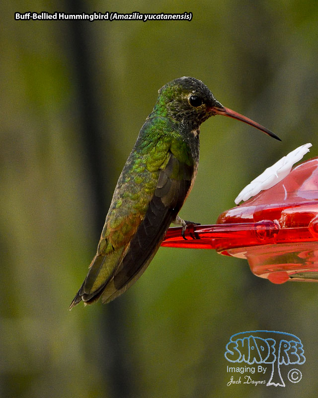 Buff-Bellied Hummingbird - Amazilia yucatanensis