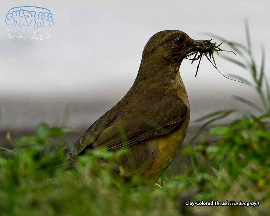 Clay-Colored Thrush - Turdus grayi