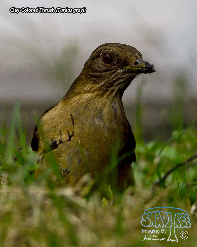 Clay-Colored Thrush - Turdus grayi
