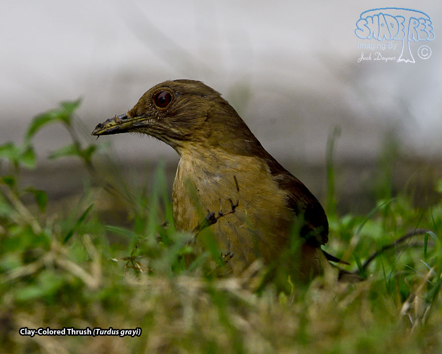 Clay-Colored Thrush - Turdus grayi