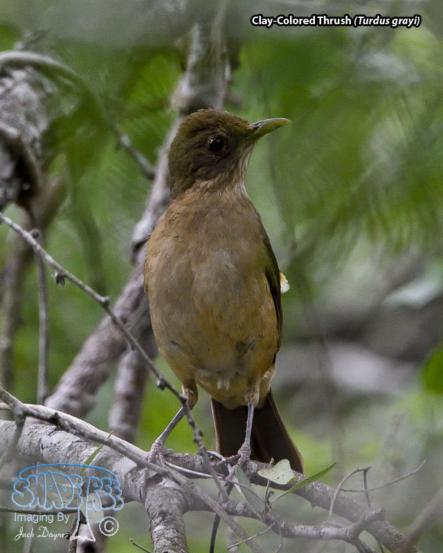 Clay-Colored Thrush - Turdus grayi