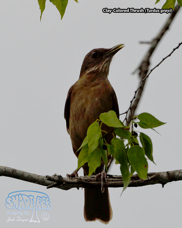 Clay-Colored Thrush - Turdus grayi