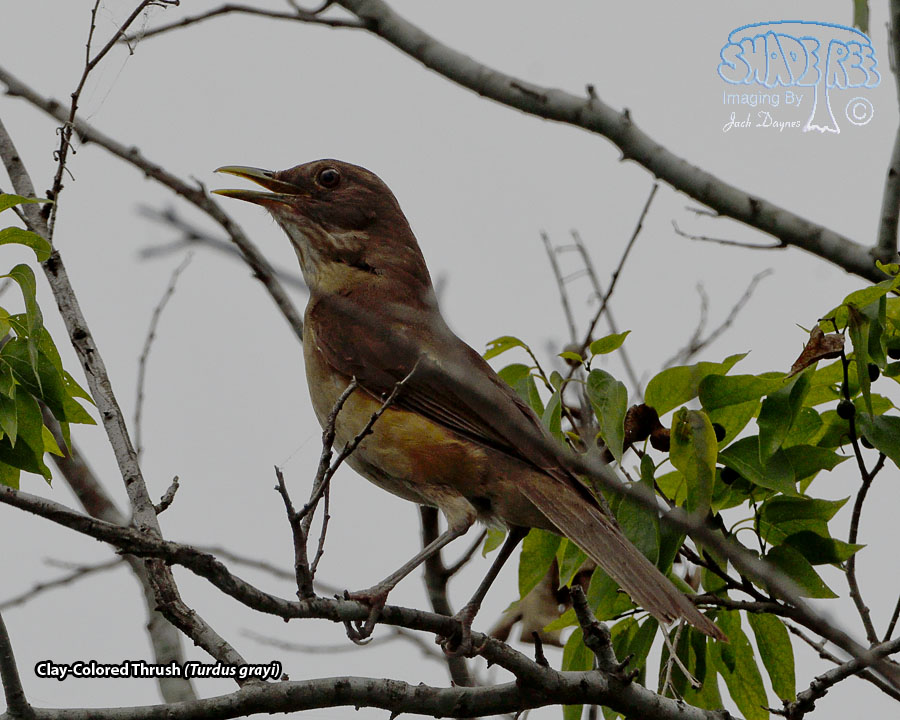 Clay-Colored Thrush - Turdus grayi