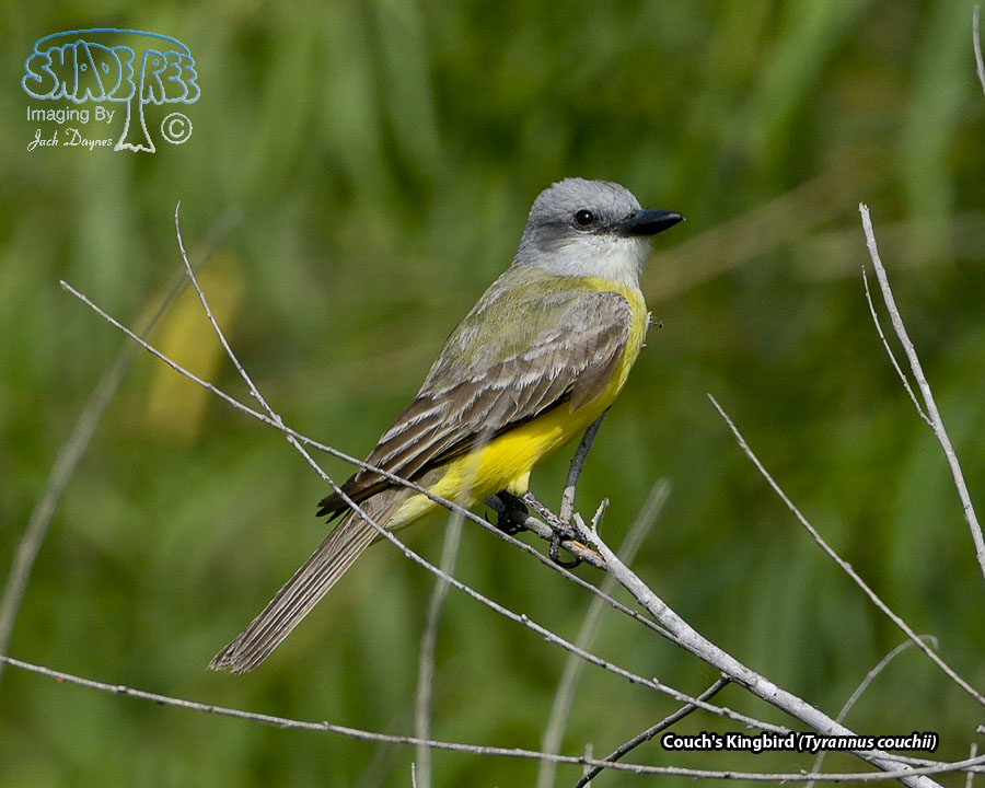 Couch's Kingbird - Tyrannus couchii