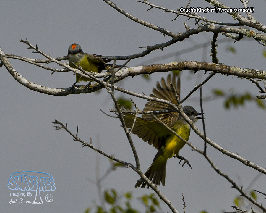 Couch's Kingbird - Tyrannus couchii