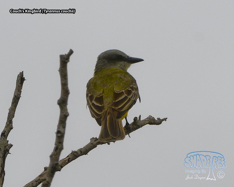 Couch's Kingbird - Tyrannus couchii