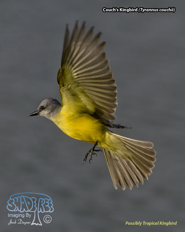 Couch's Kingbird - Tyrannus couchii