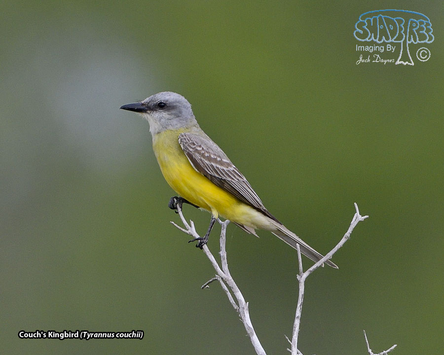 Couch's Kingbird - Tyrannus couchii