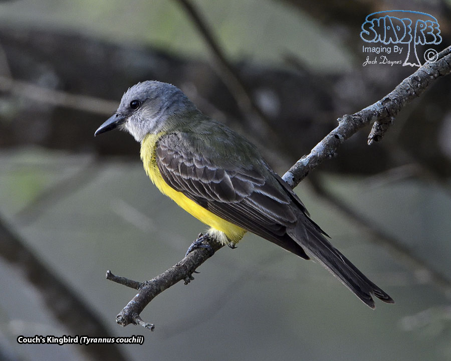 Couch's Kingbird - Tyrannus couchii