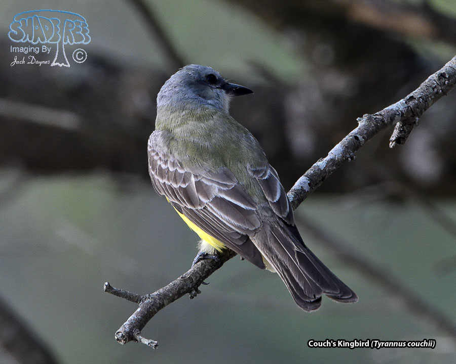 Couch's Kingbird - Tyrannus couchii