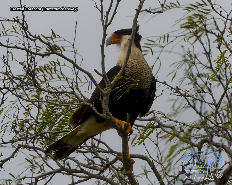 Crested Caracara - Caracara cheriway