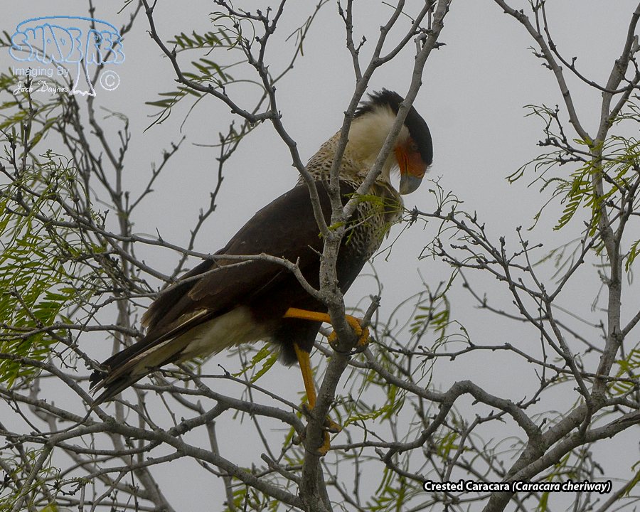 Crested Caracara - Caracara cheriway