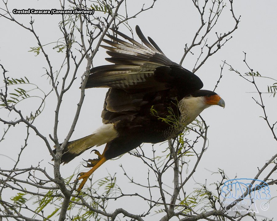 Crested Caracara - Caracara cheriway