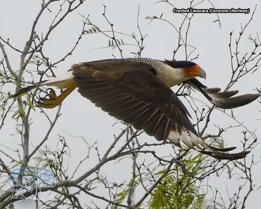 Crested Caracara - Caracara cheriway