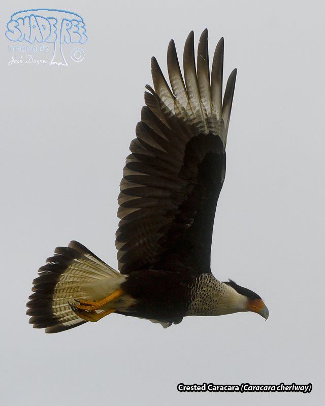 Crested Caracara - Caracara cheriway
