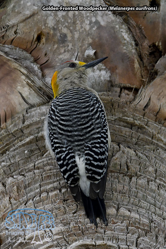Golden-Fronted Woodpecker - Melanerpes aurifrons