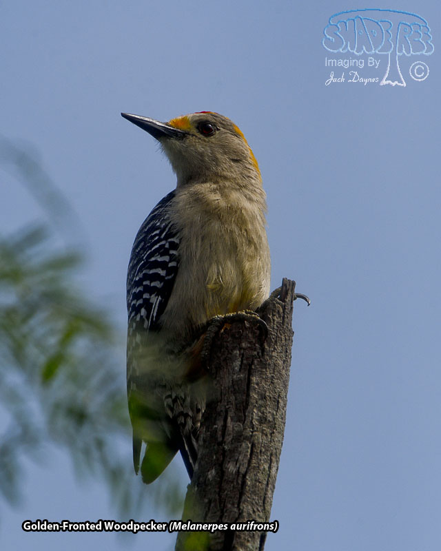 Golden-Fronted Woodpecker - Melanerpes aurifrons