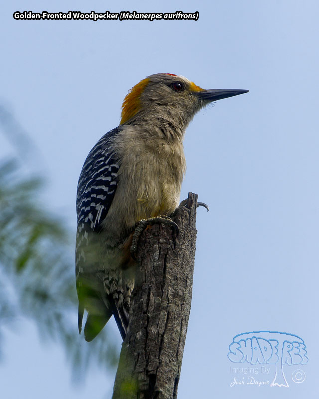 Golden-Fronted Woodpecker - Melanerpes aurifrons
