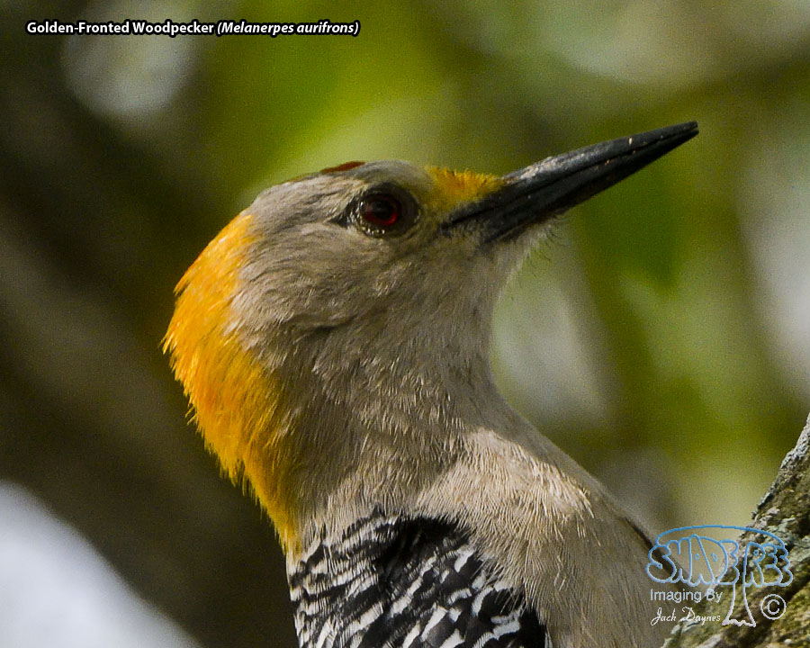 Golden-Fronted Woodpecker - Melanerpes aurifrons