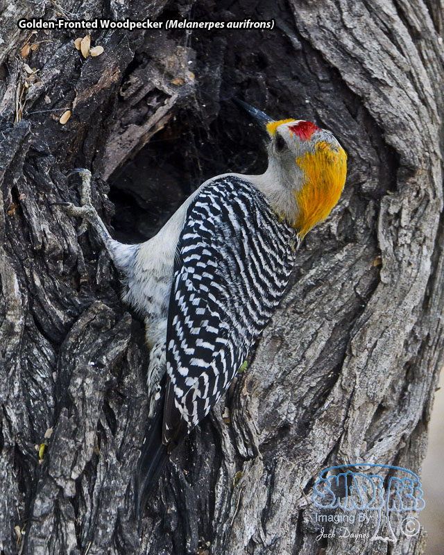 Golden-Fronted Woodpecker - Melanerpes aurifrons