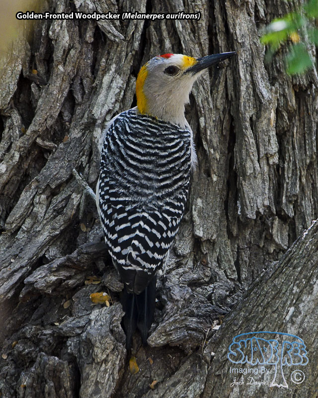 Golden-Fronted Woodpecker - Melanerpes aurifrons
