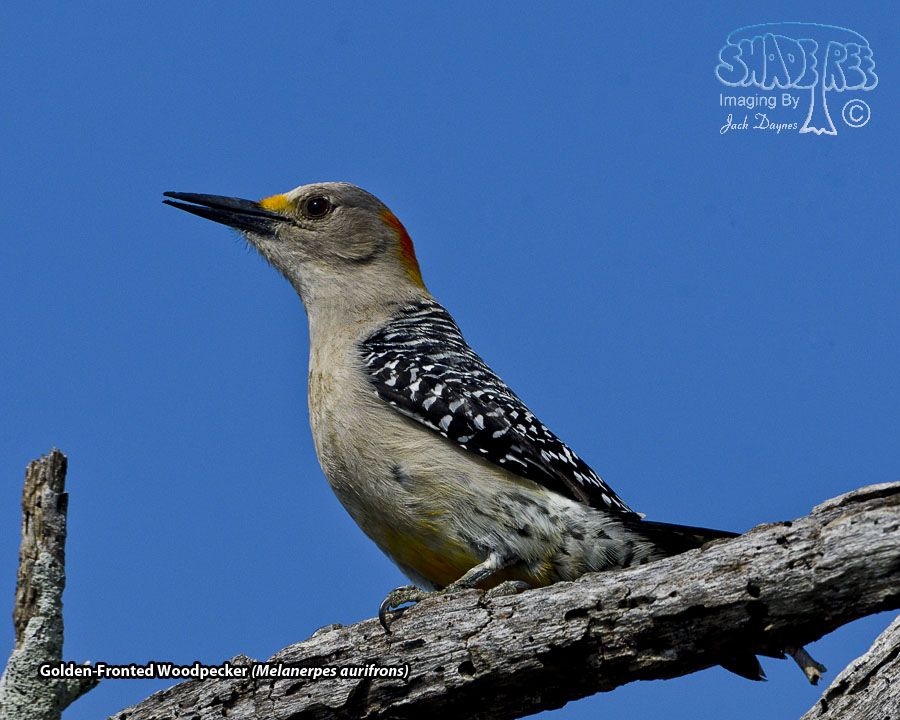 Golden-Fronted Woodpecker - Melanerpes aurifrons