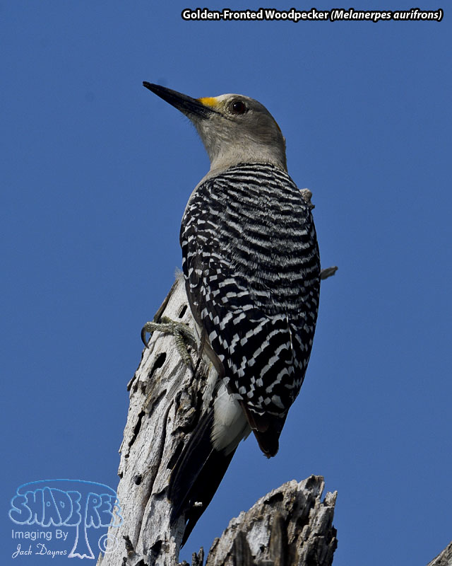 Golden-Fronted Woodpecker - Melanerpes aurifrons
