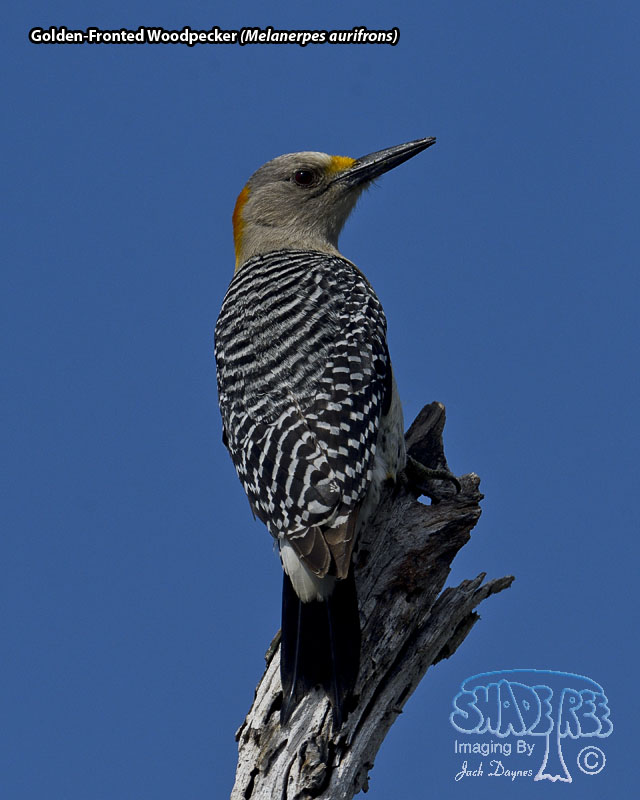 Golden-Fronted Woodpecker - Melanerpes aurifrons