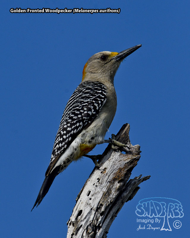 Golden-Fronted Woodpecker - Melanerpes aurifrons