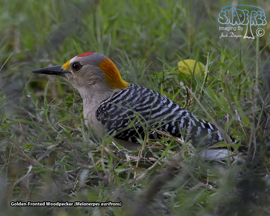 Golden-Fronted Woodpecker - Melanerpes aurifrons
