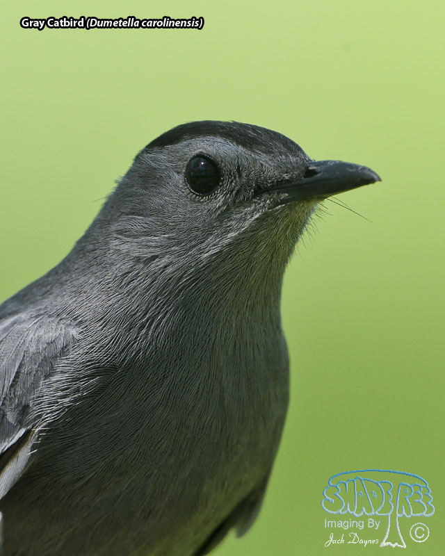 Gray Catbird - Dumetella carolinensis