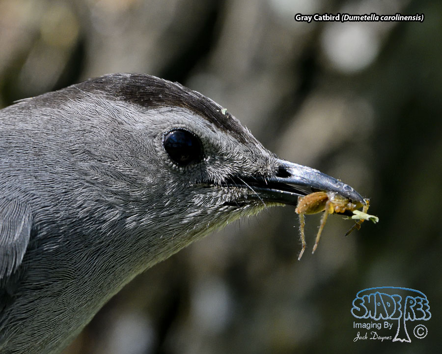 Gray Catbird - Dumetella carolinensis