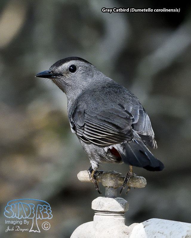 Gray Catbird - Dumetella carolinensis