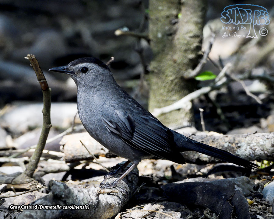 Gray Catbird - Dumetella carolinensis