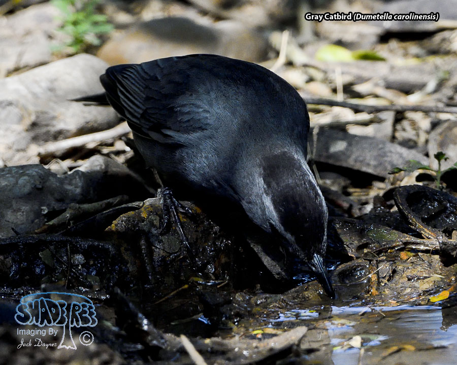 Gray Catbird - Dumetella carolinensis
