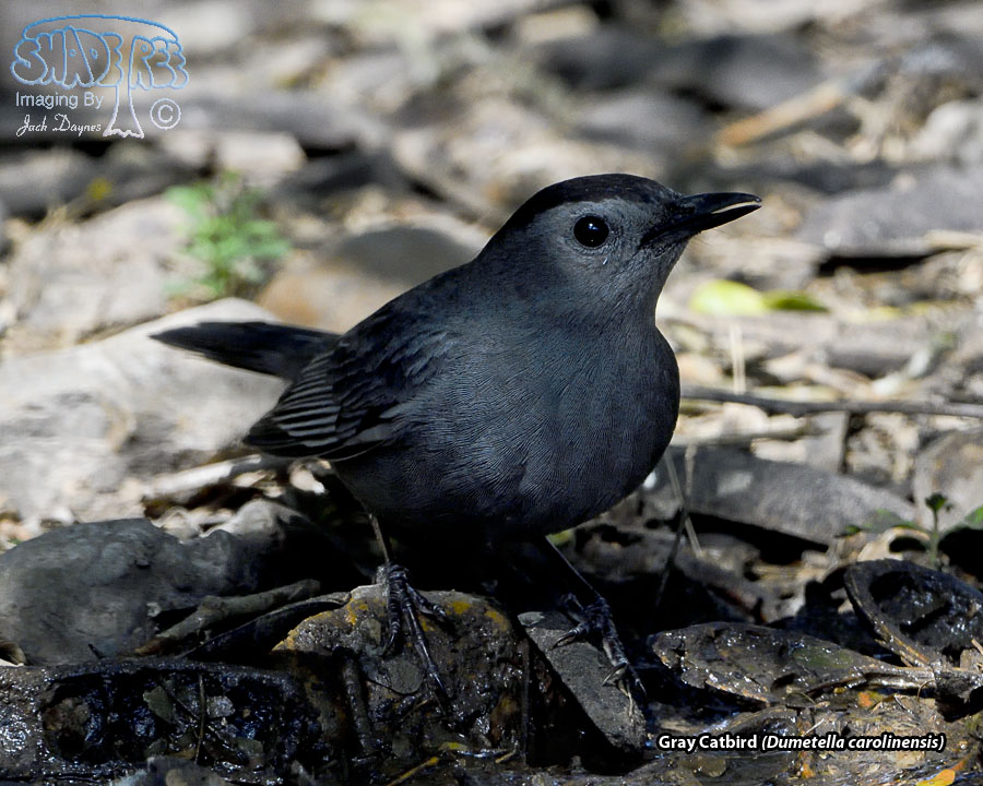 Gray Catbird - Dumetella carolinensis