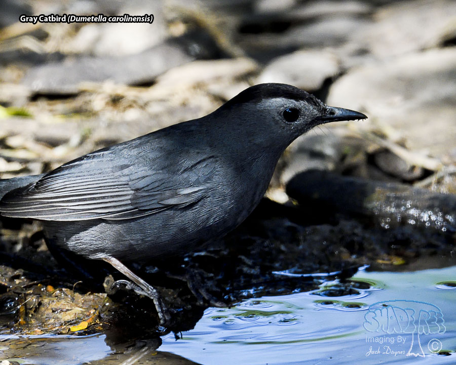 Gray Catbird - Dumetella carolinensis