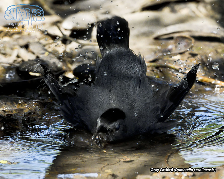Gray Catbird - Dumetella carolinensis