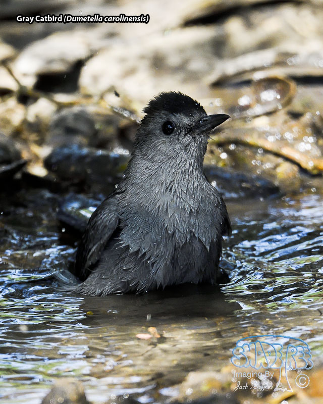 Gray Catbird - Dumetella carolinensis