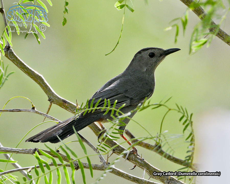 Gray Catbird - Dumetella carolinensis