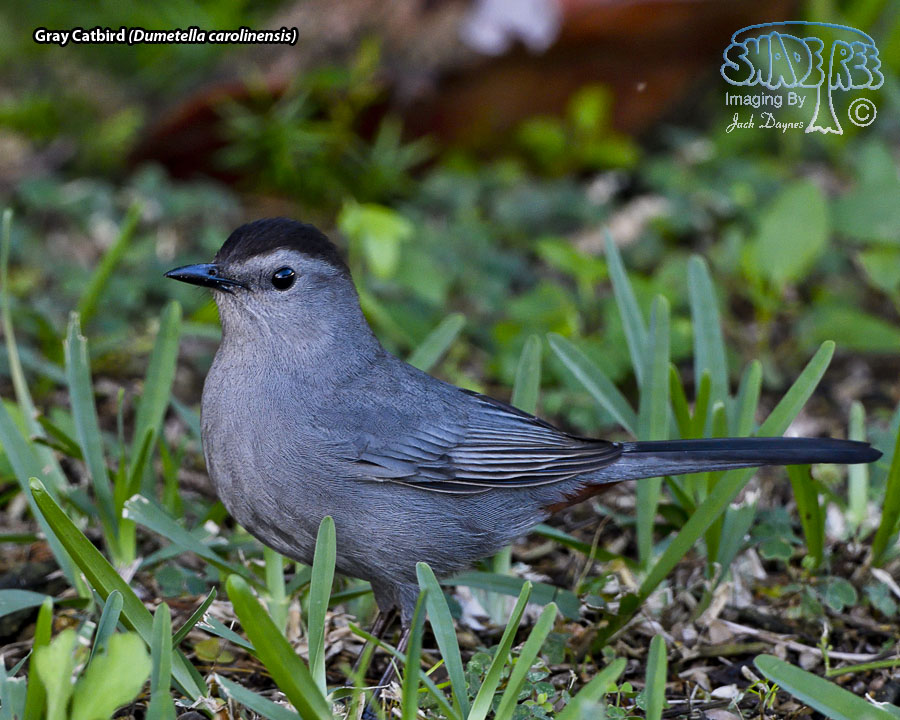 Gray Catbird - Dumetella carolinensis