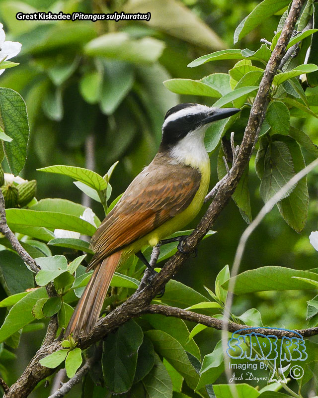 Great Kiskadee - Pitangus sulphuratus