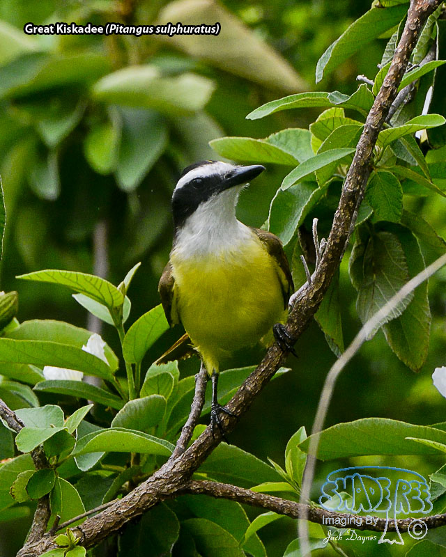 Great Kiskadee - Pitangus sulphuratus