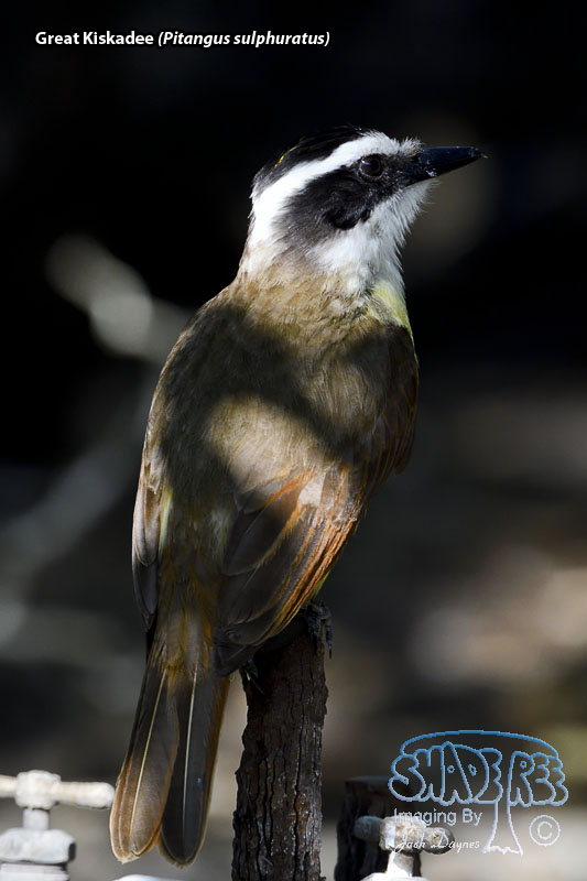 Great Kiskadee - Pitangus sulphuratus