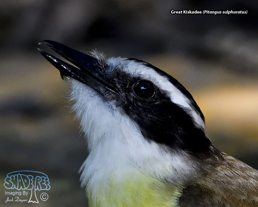 Great Kiskadee - Pitangus sulphuratus