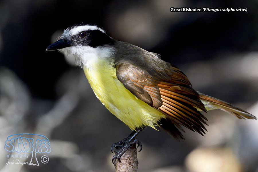 Great Kiskadee - Pitangus sulphuratus