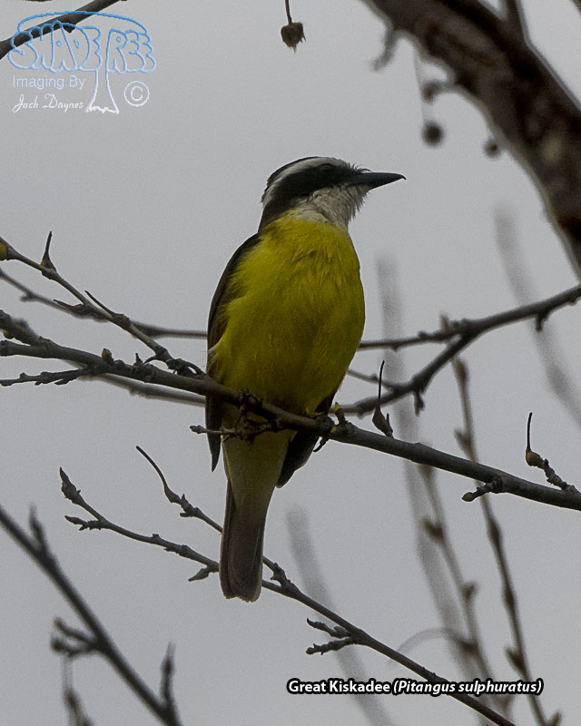 Great Kiskadee - Pitangus sulphuratus
