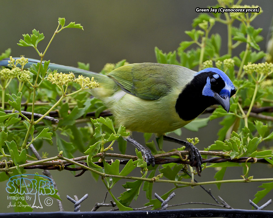 Green Jay - Cyanocorax yncas