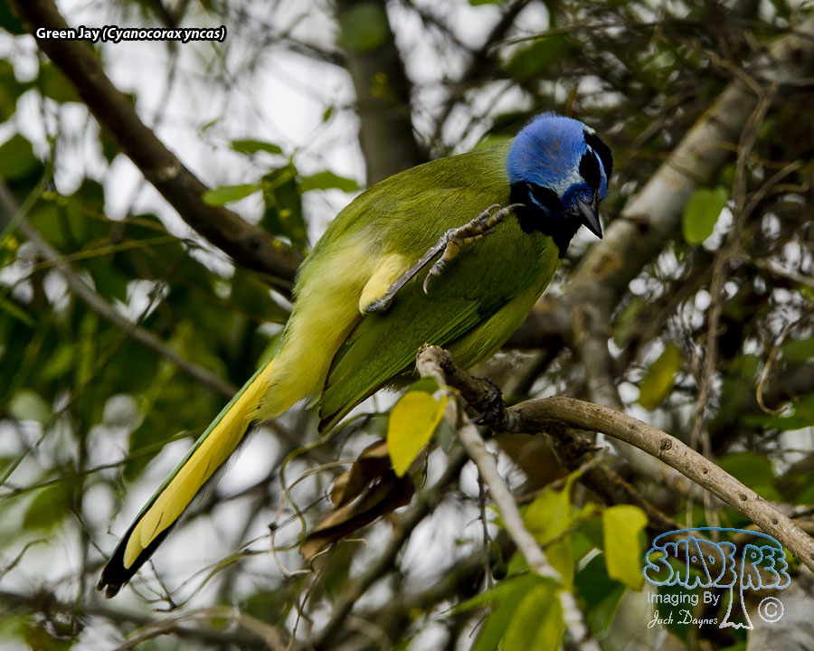 Green Jay - Cyanocorax yncas